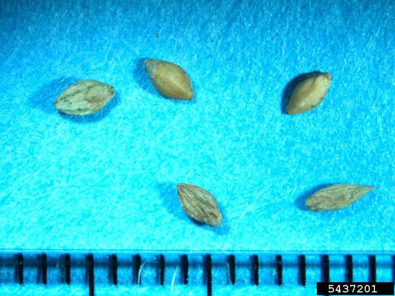 Figure 20. Giant foxtail seeds emerge after common lambsquarters and ragweeds. The period of emergence is lengthy. Photo courtesy of Bruce Ackley, The Ohio State University, Bugwood.org 